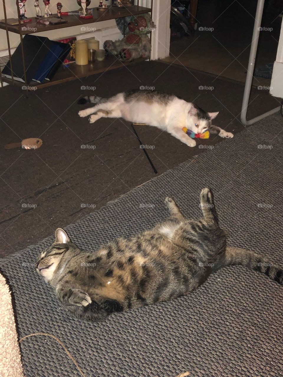 Calm old cat and crazy 3legged cat both rescues