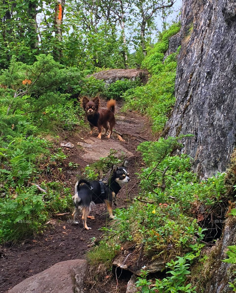 Small Hopes Kennel. 
Chihuahua. 
Narvik, Norway.  