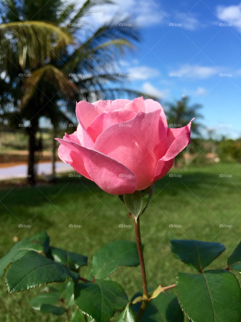 Pink flower. Taking a photo in Brazil just a with flower.  