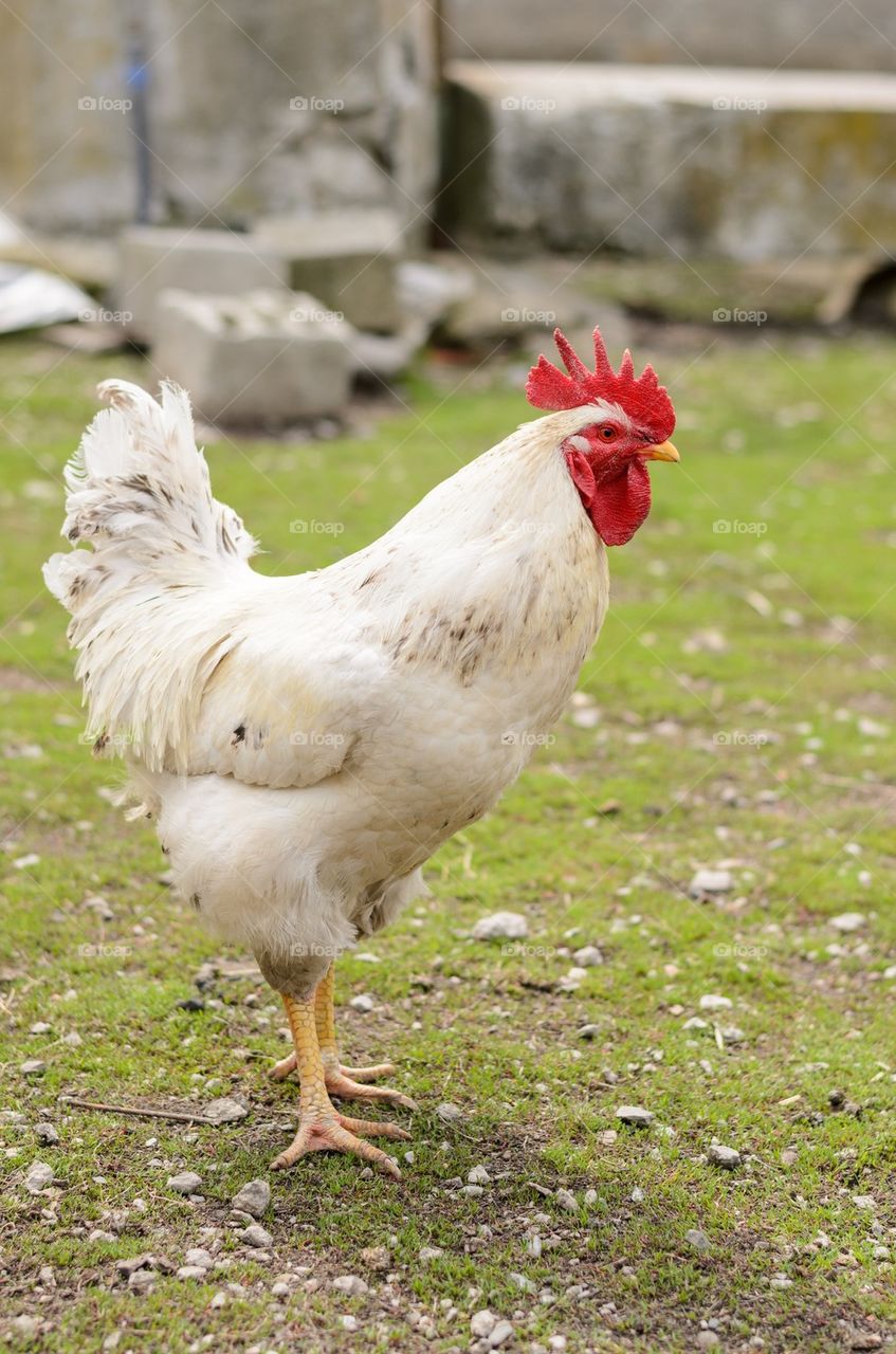 Close-up of a rooster