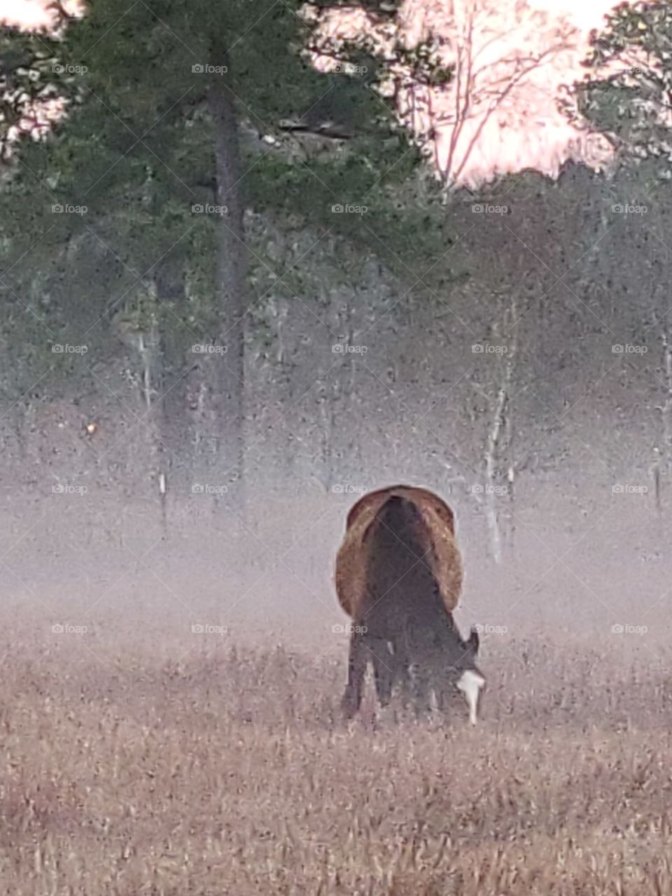 horse in the fog
