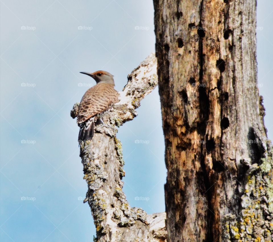 close up of a bird in a tree on a blue sky cloudy day