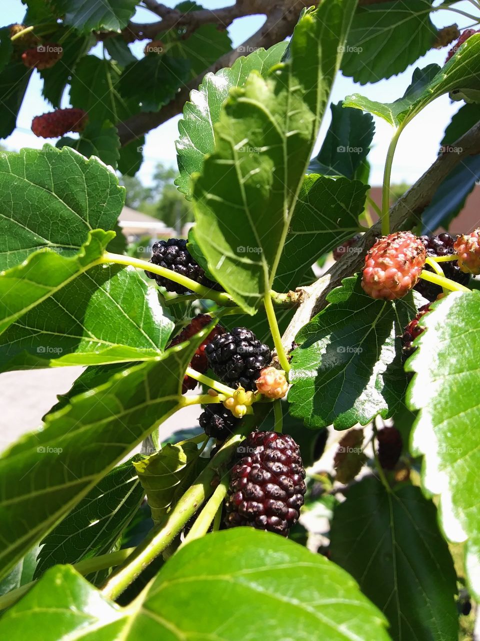 mulberries on a branch