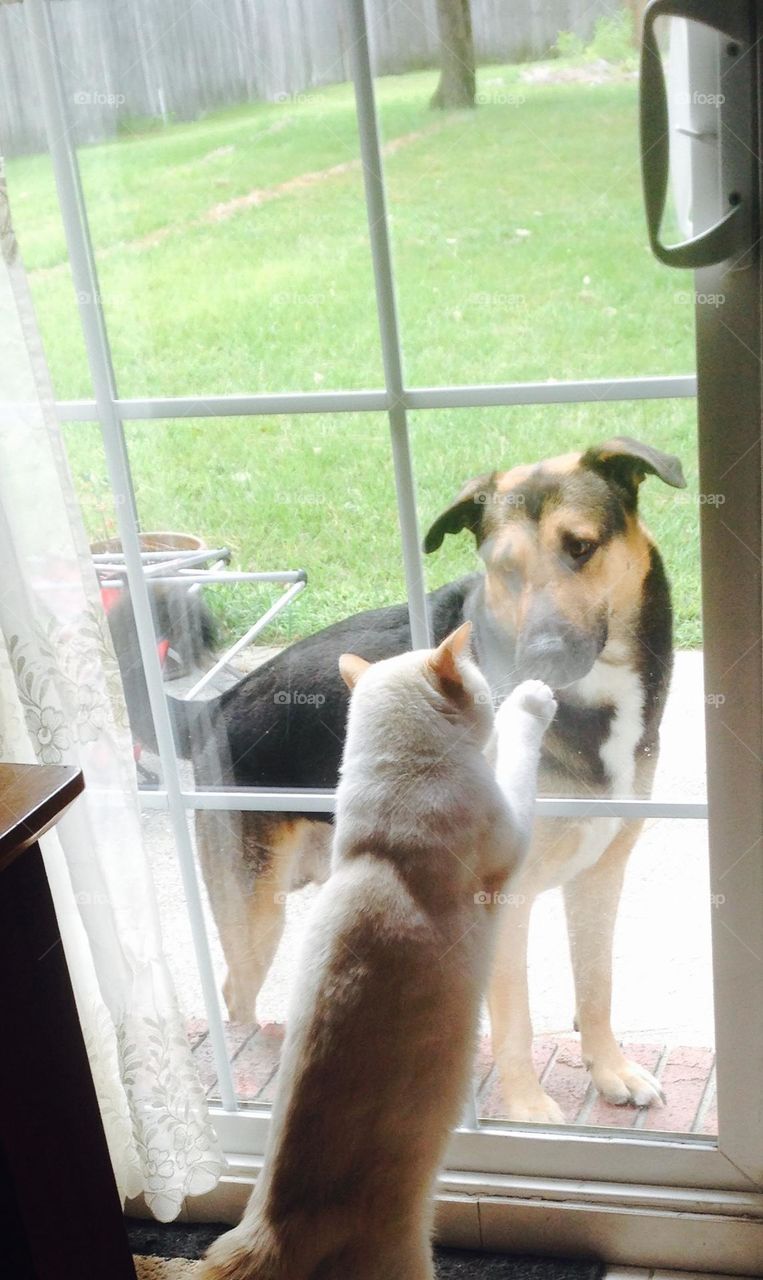Our polydactyl house cat playing with the German Shepherd through the sliding glass door. 