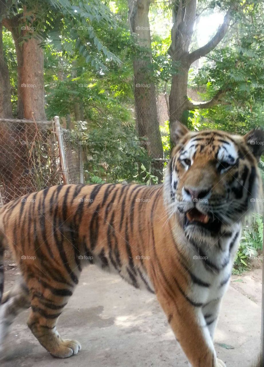 Tiger at Zoo