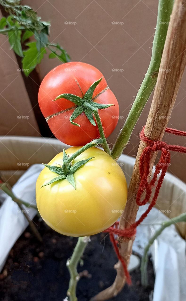 tomatoes gardening love earth