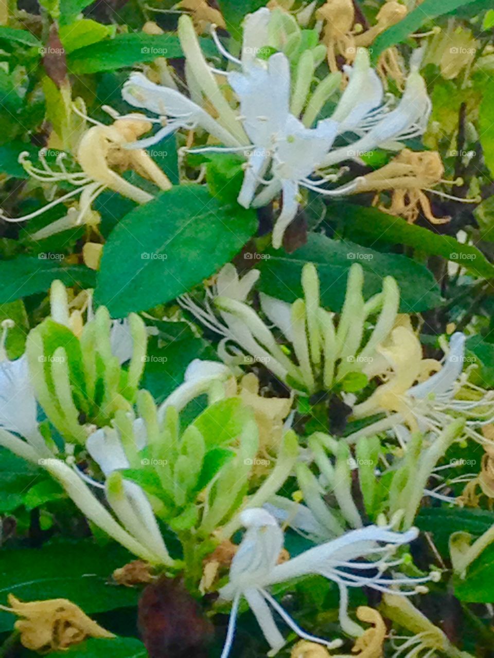 Fragrant honeysuckle 