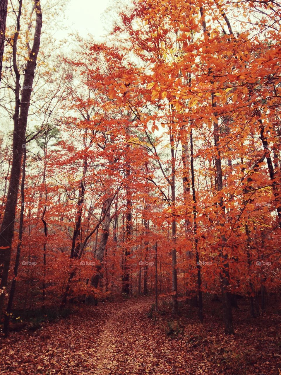 Fall on Res Mountain. Red Mountain in Birmingham, Alabama. 