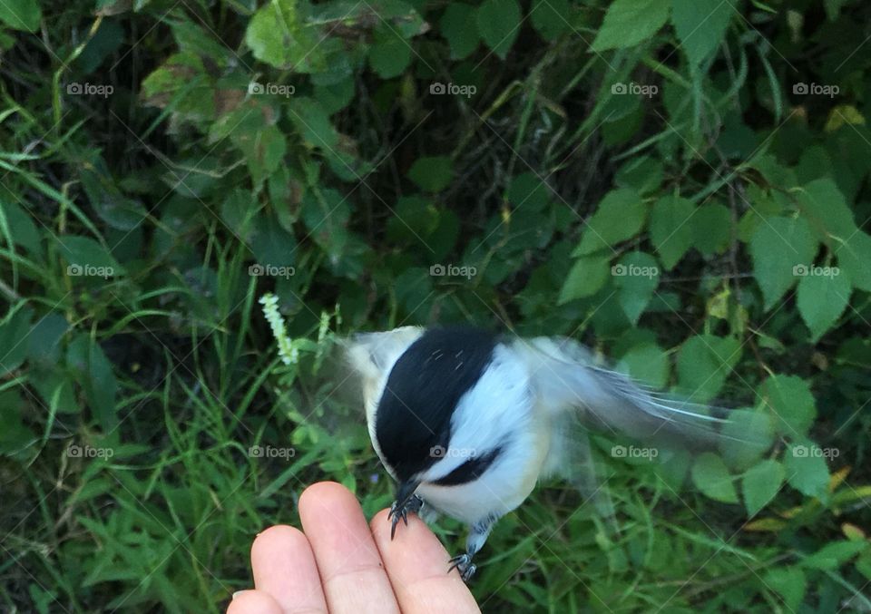 Chickadee 