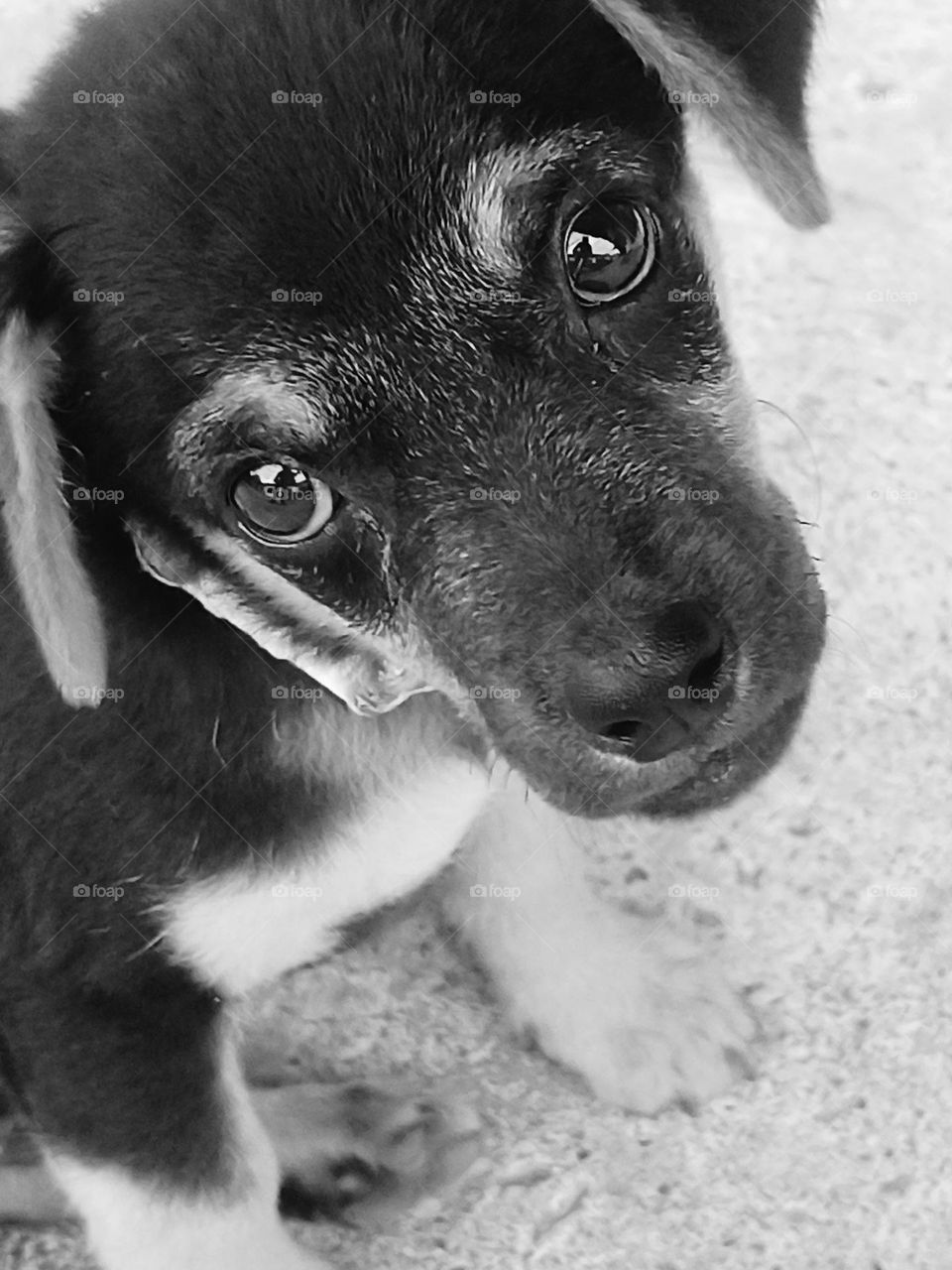 Perros.  Los ojos expresan los sentimientos con el mejor idioma.