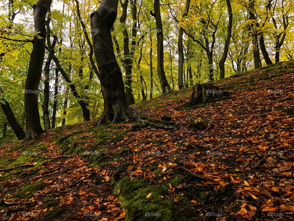 Low angle view of tree trunk