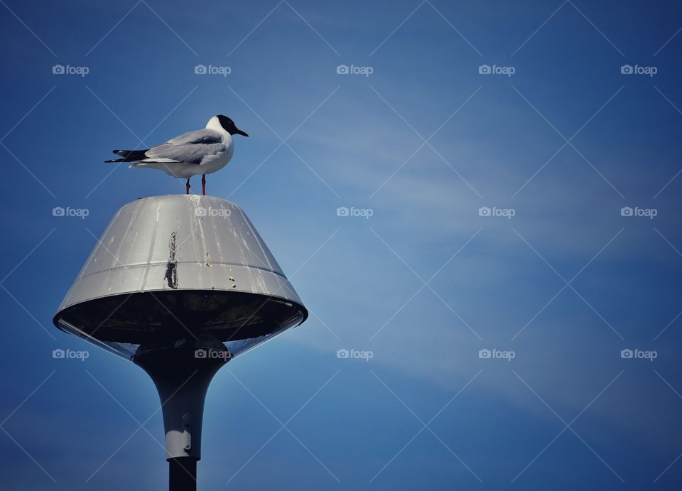 Black-headed gull sitting on lamp post (Chroicocephalus ridibundus(