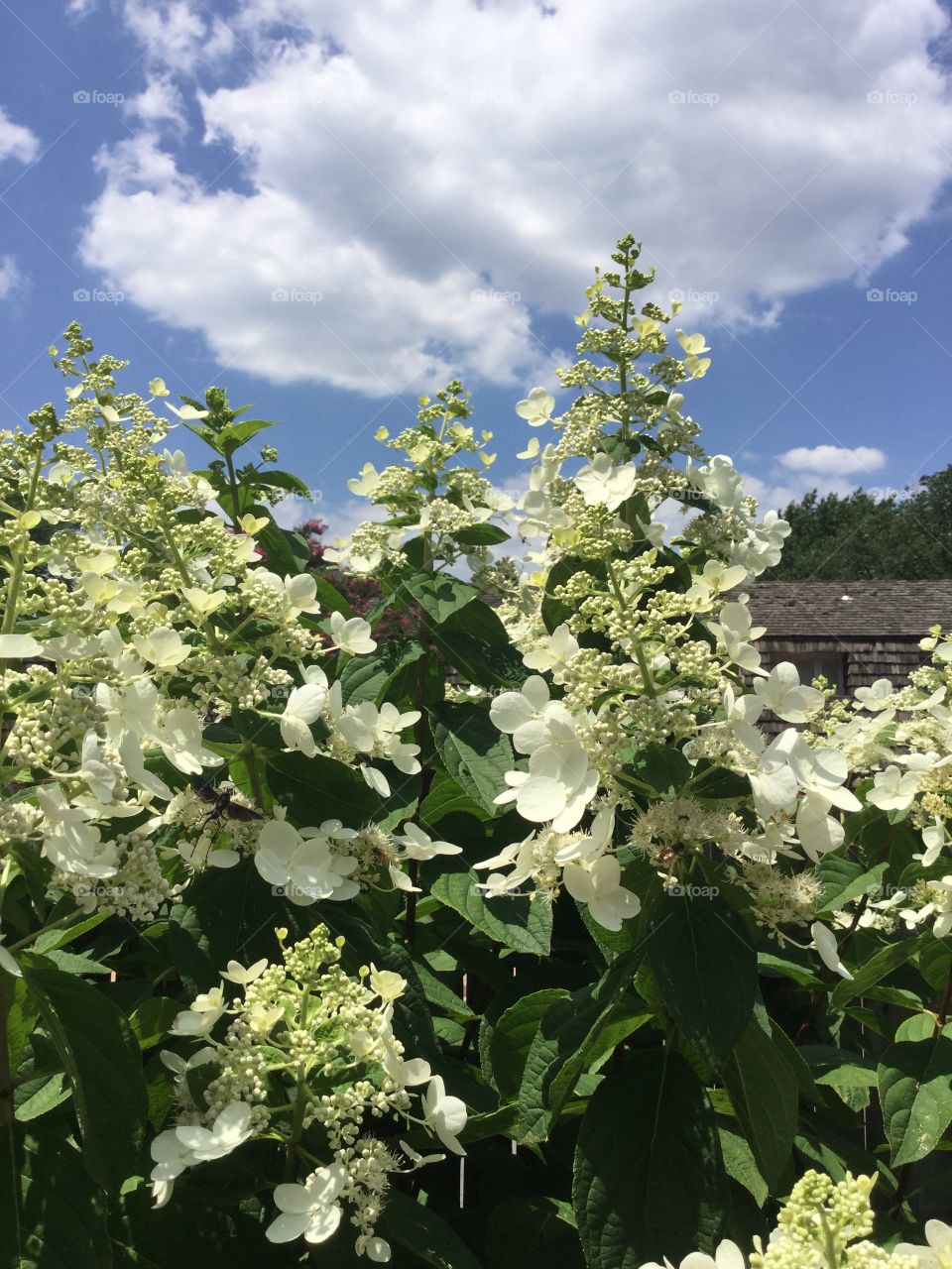 Leaf, Flora, Nature, Flower, Tree
