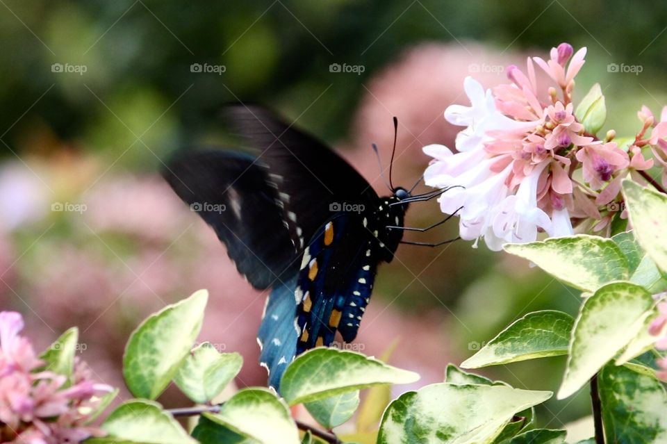 Bluish Butterfly 