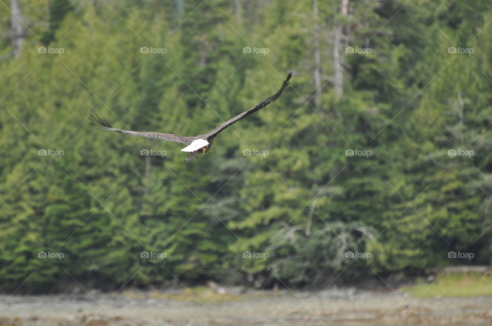 Flying bald eagle