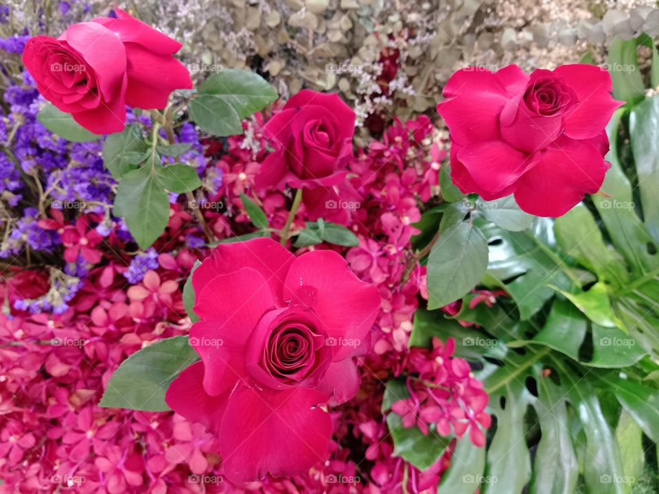 Beautiful red roses