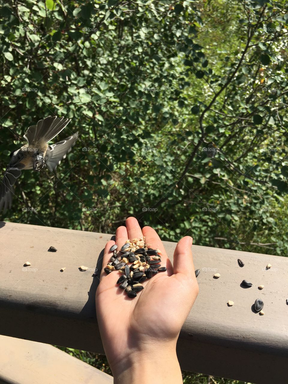 Outdoors, Nature, Bird, Tree, Garden