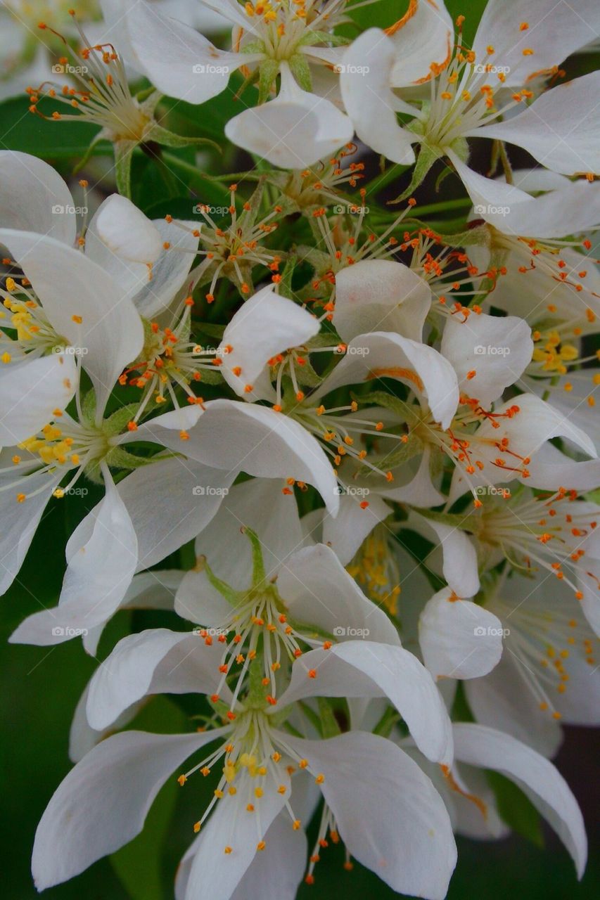 Springtime Flowers