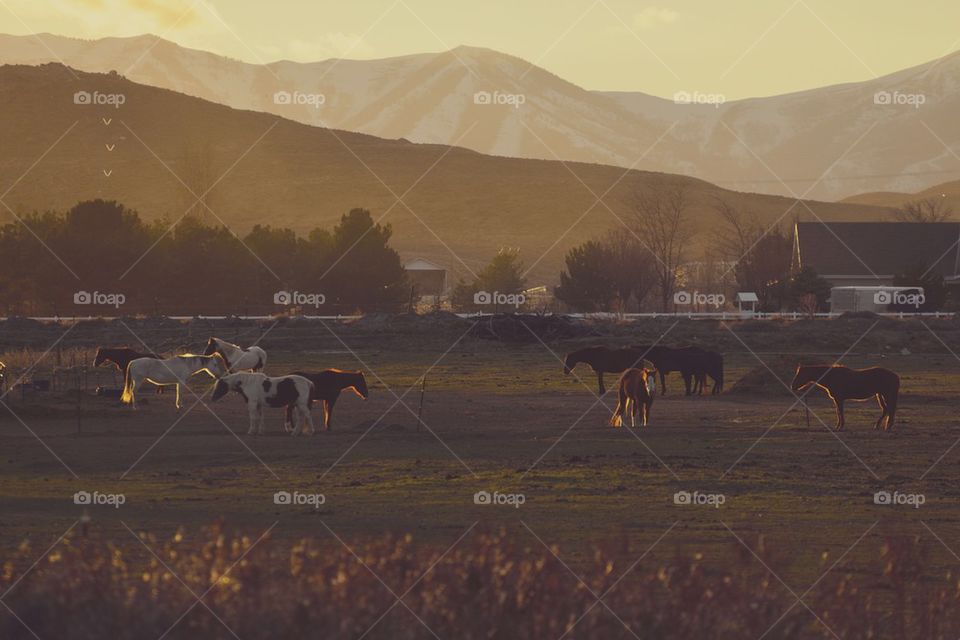 Horses grazing on grass during sunset