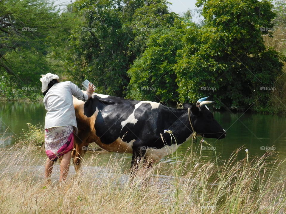 Indian rural life daily routine,  The Indian woman or lady cleaning their cattle by standing in stream.