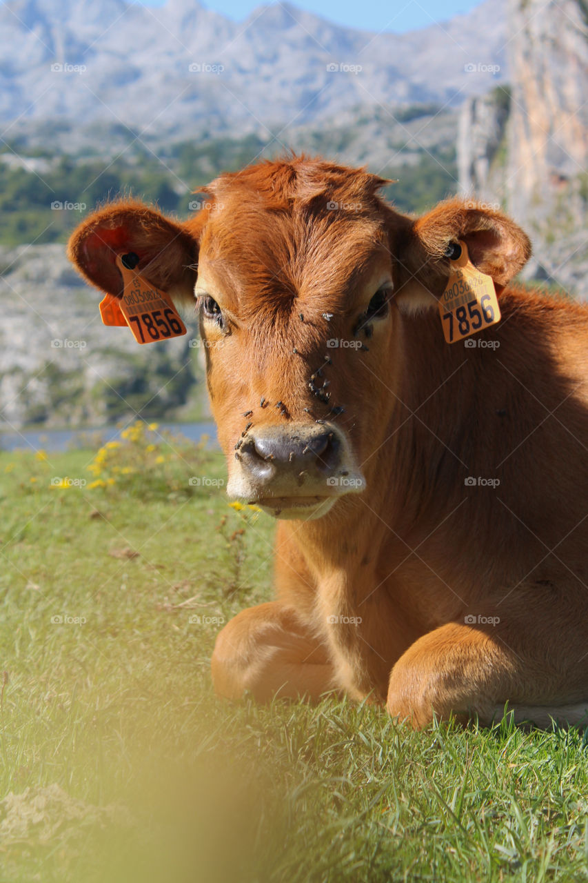 cows in Asturias