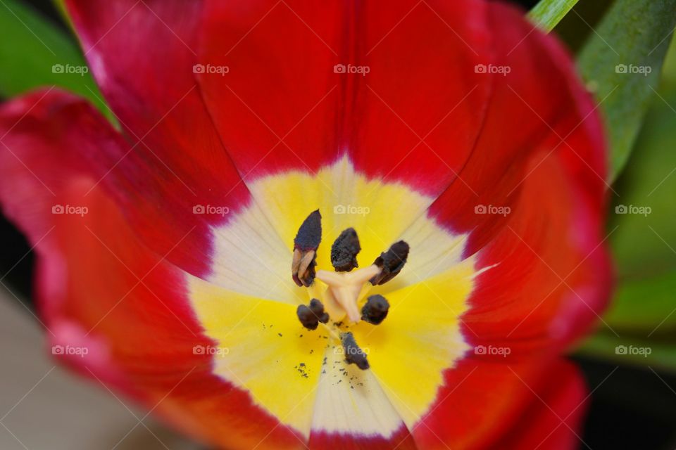 red tulip close up