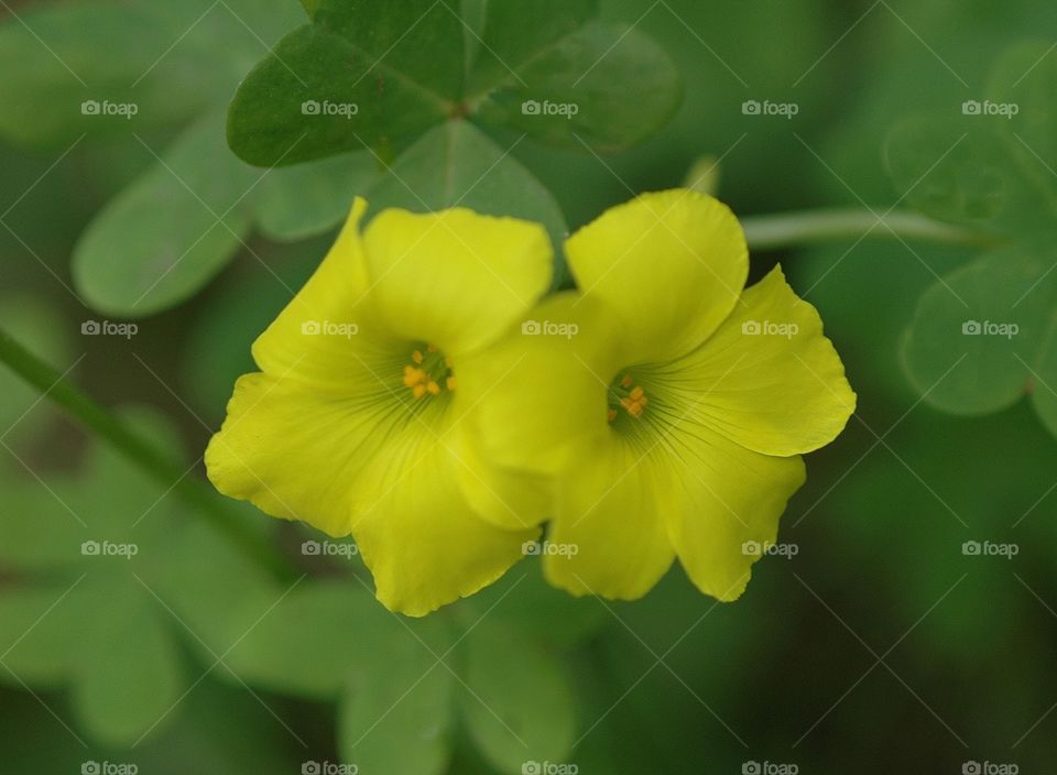Yellow pretty flowers
