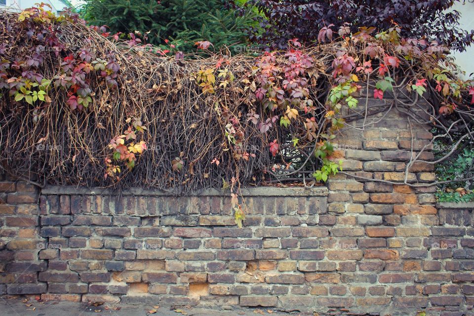 An old brick fence covered with creeper autumn colors