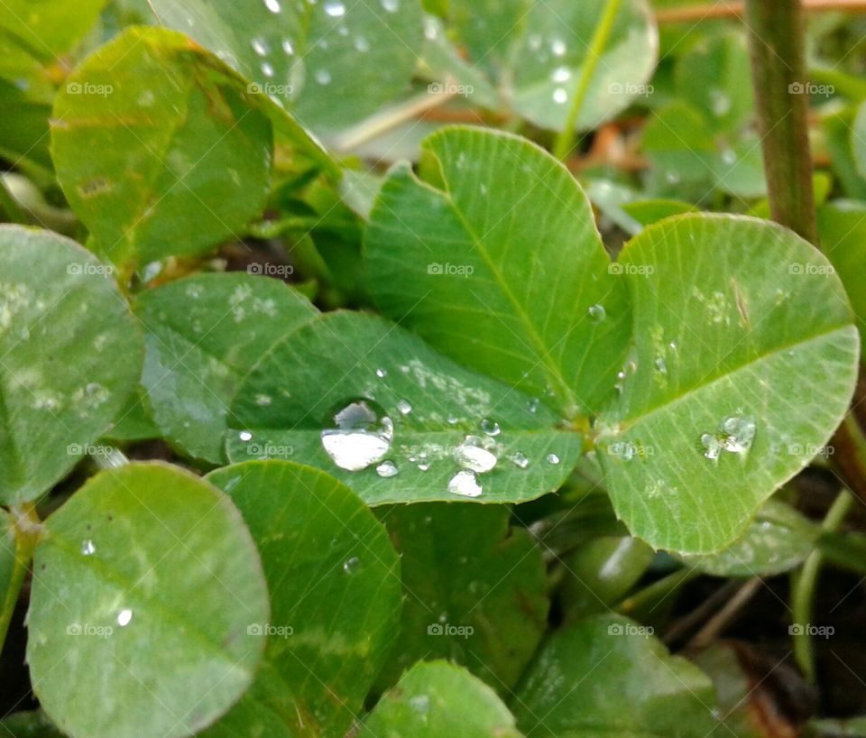 water droplet on clover