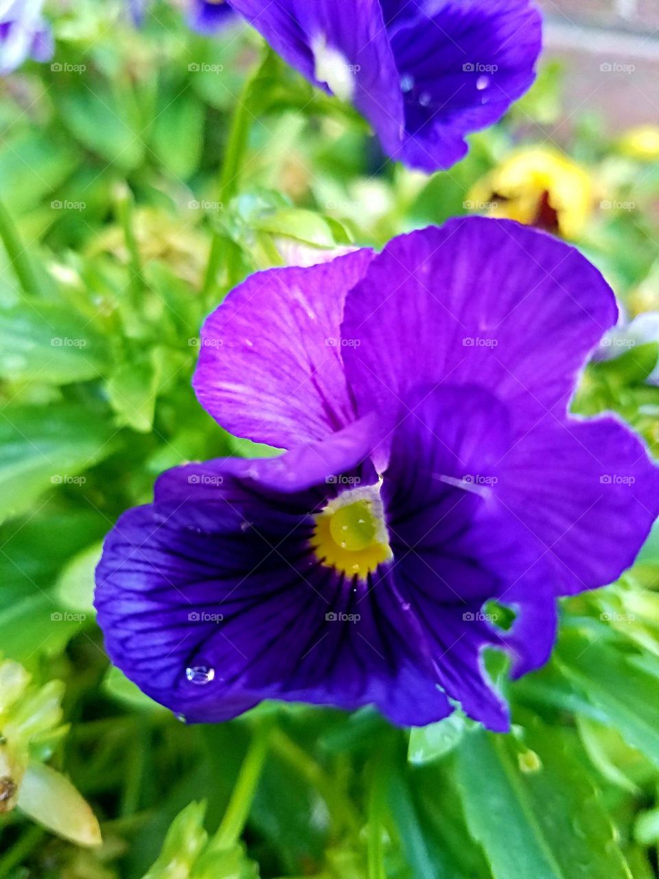 purple flower dew