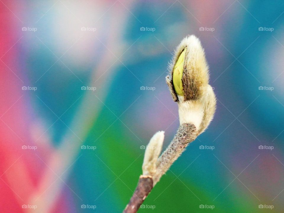 An opening pussy willow bud is shown against the blurred background of a colourfully painted mailbox. Spring has sprung!