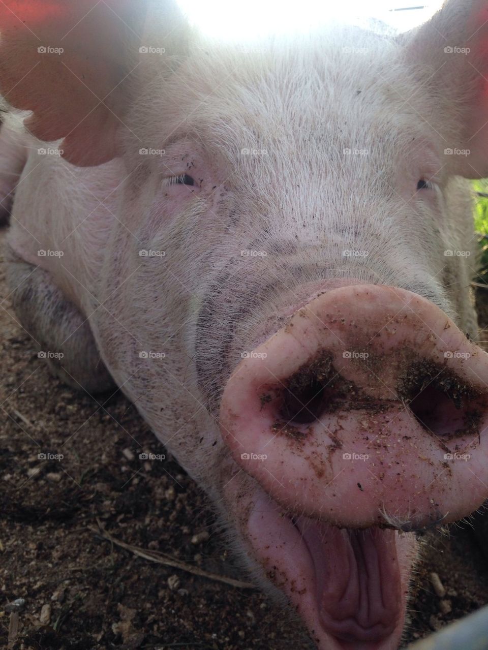 Funny pig faces