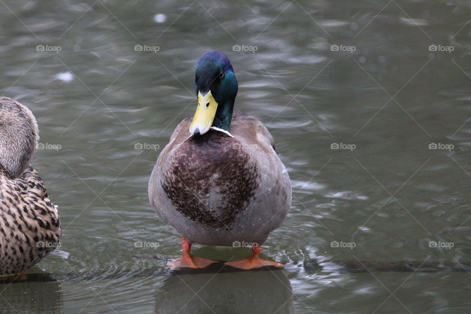 Mallard Drake