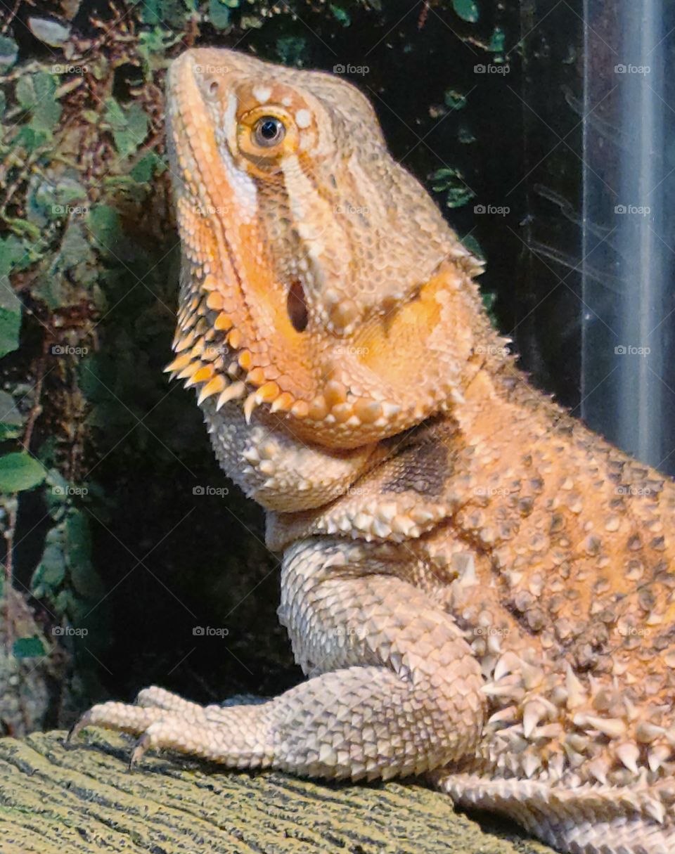 Bearded Lizard