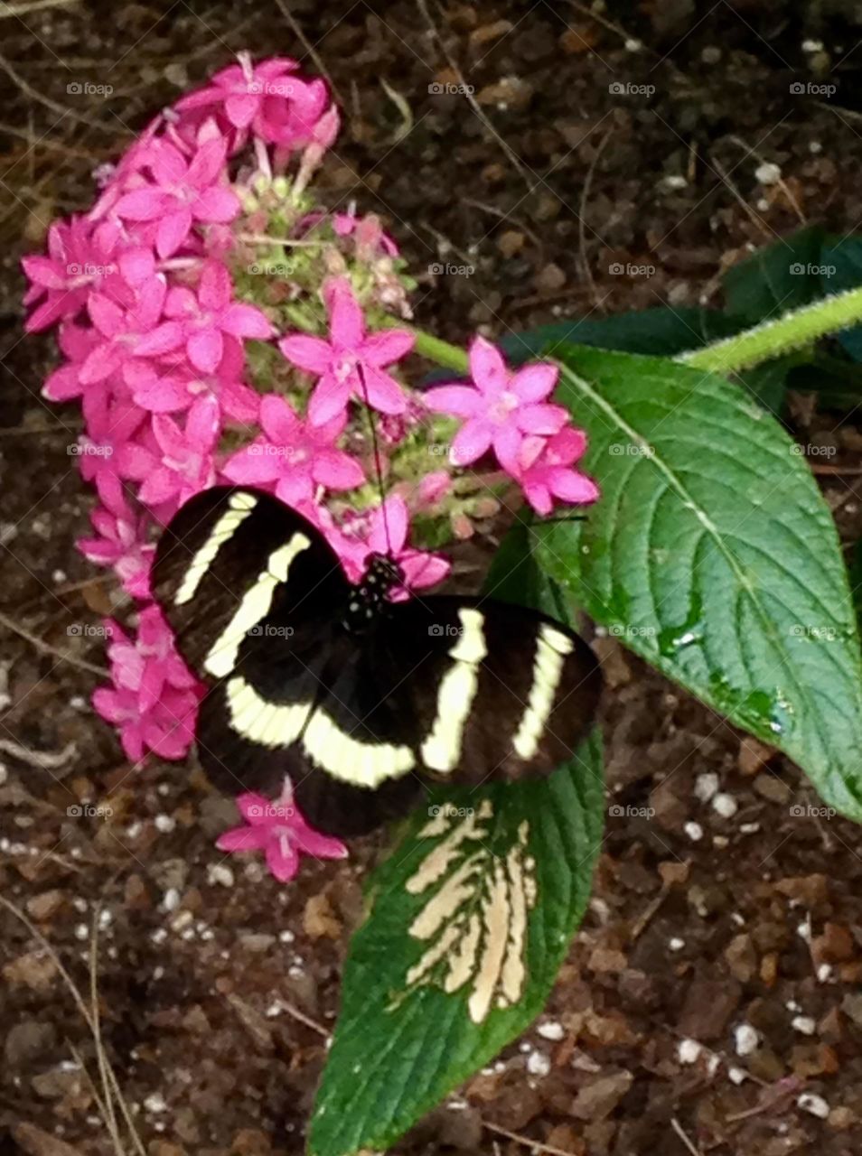 A zebra longwing butterfly rests gracefully on delicate pink flowers, its striking black-and-yellow striped wings spread wide. The butterfly pauses, blending beautifully with the blooms as it takes in the serene surroundings.