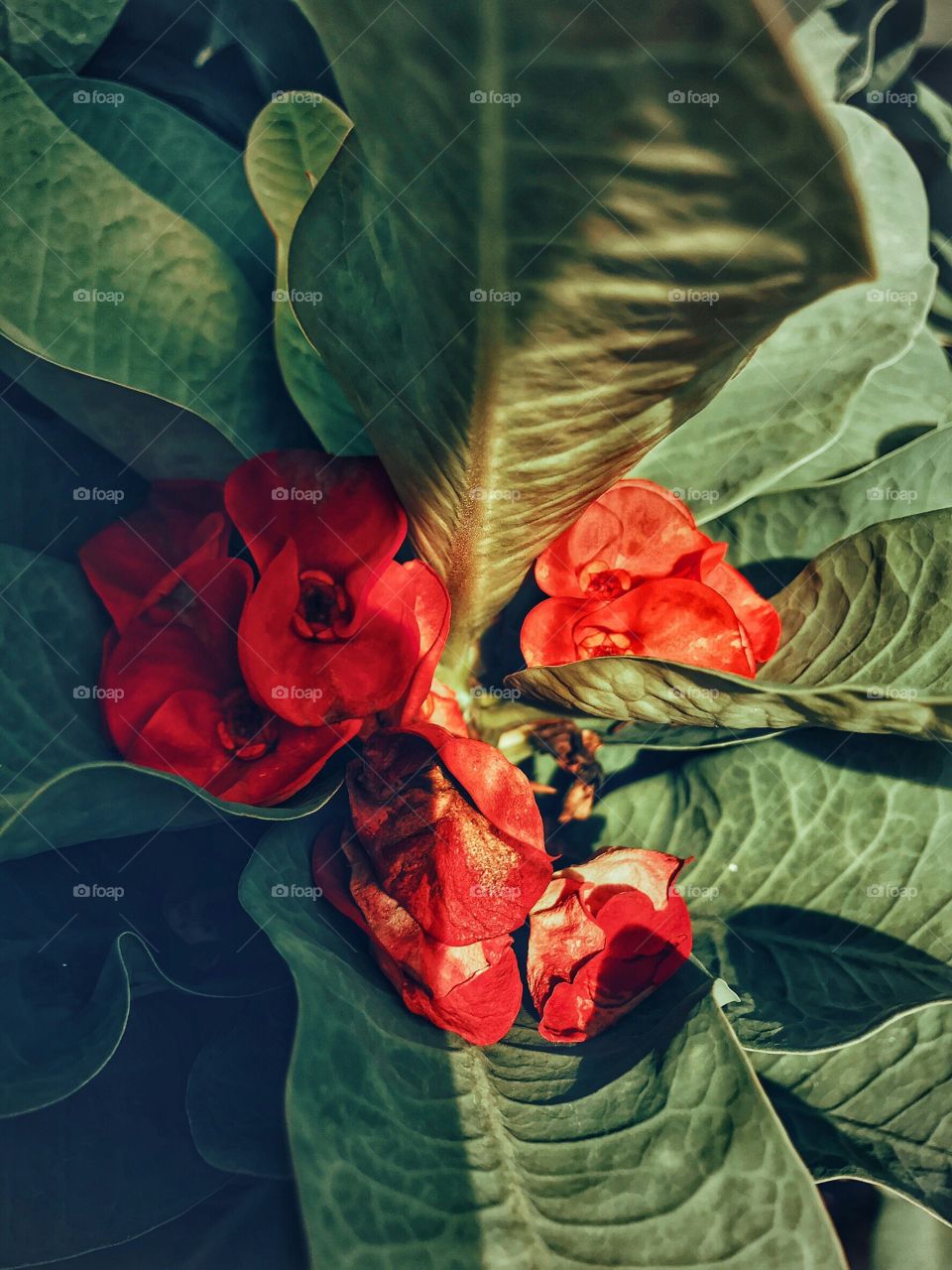 Just like a red carpet....