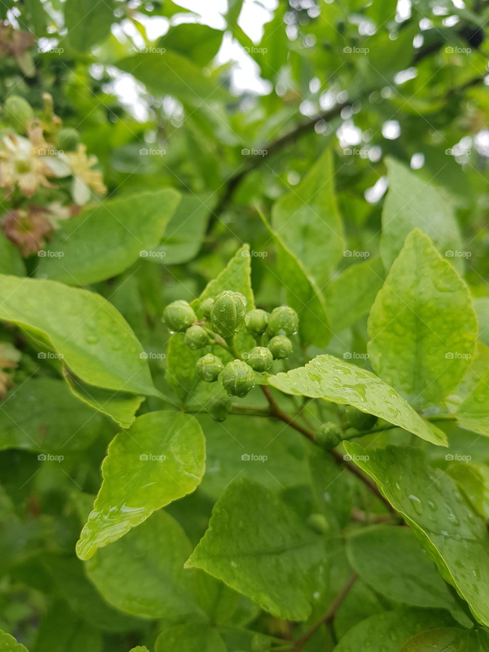 Green leaf around my garden