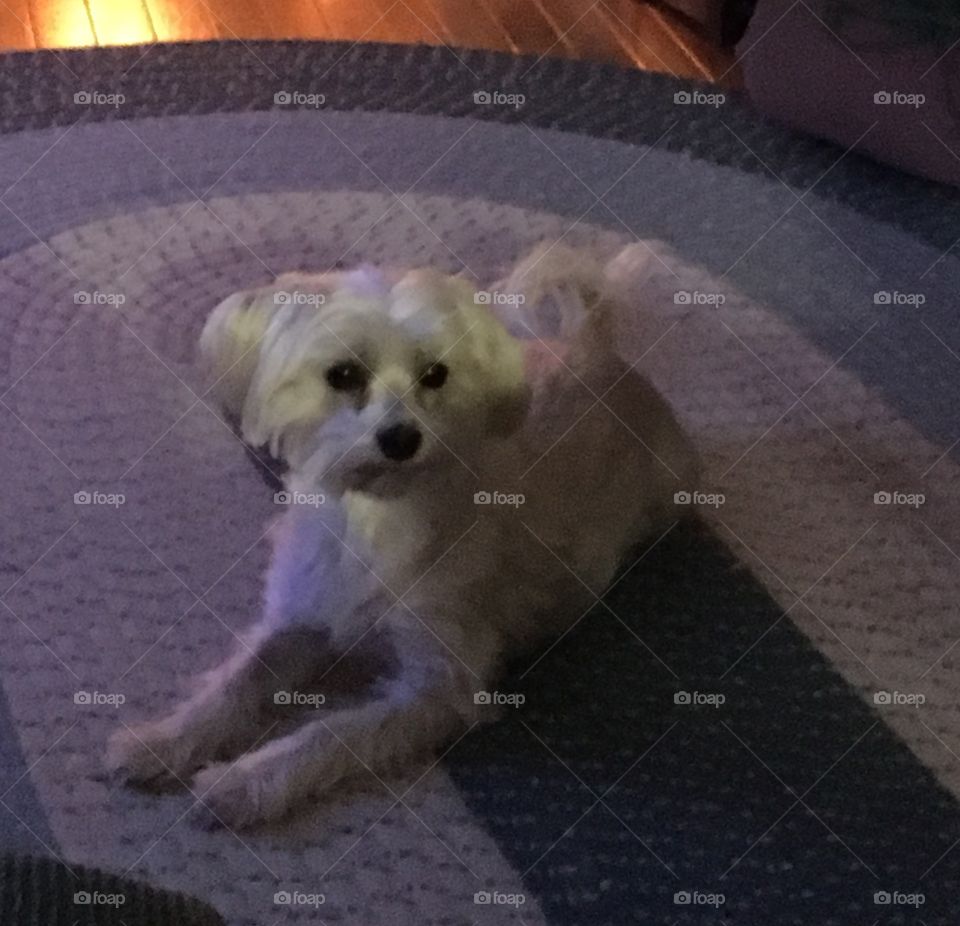 Dog on carpet
