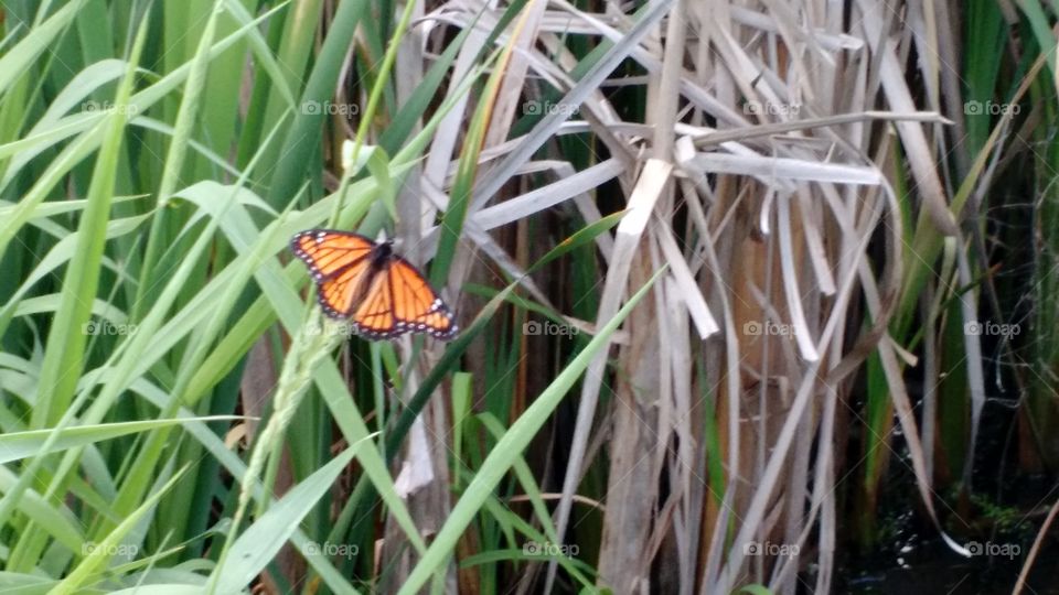 Butterfly by a pond