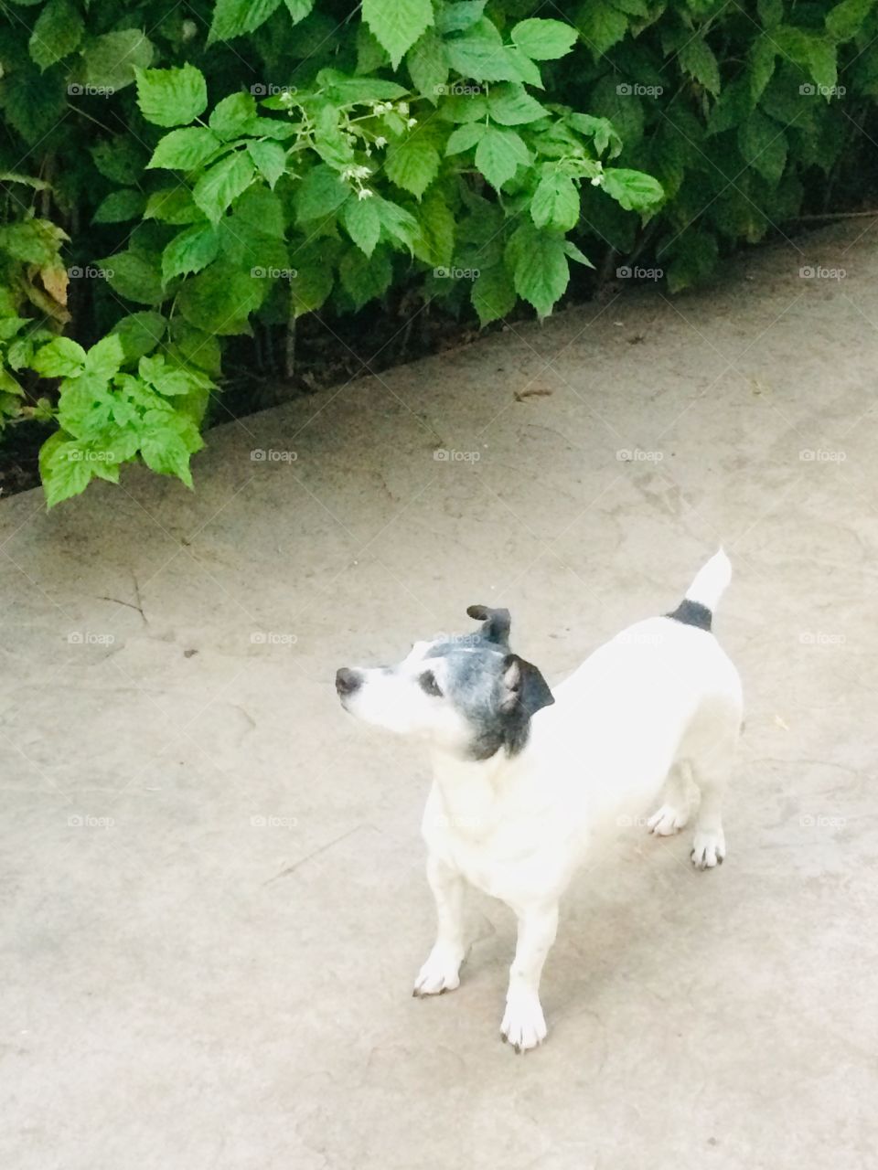 Coco the dog. She just wants some raspberries!