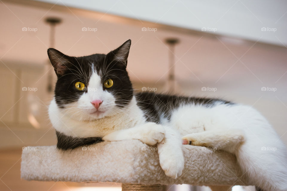 Black and White Cat with Gold Eyes Relaxing