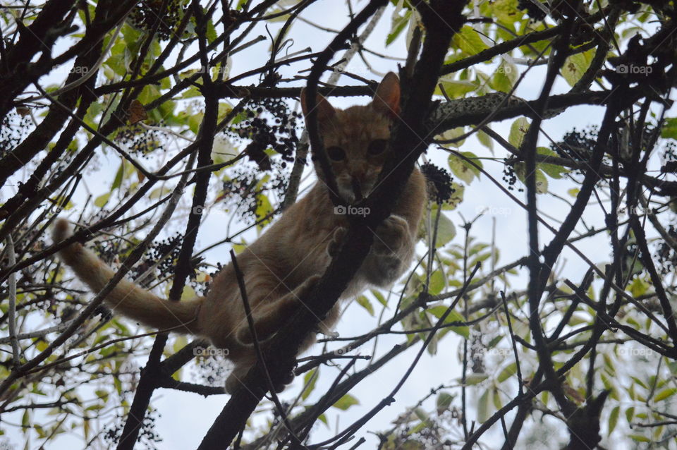 cat on the tree