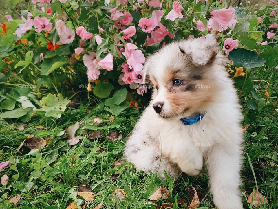 Aussie puppy in flowers 