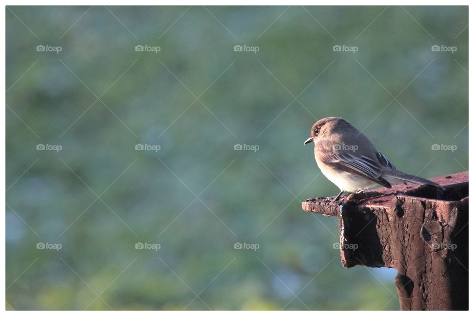 Eastern Phoebe