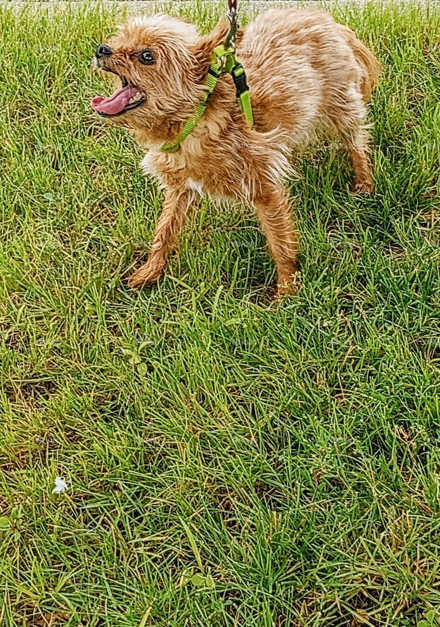 Small Brown Dog