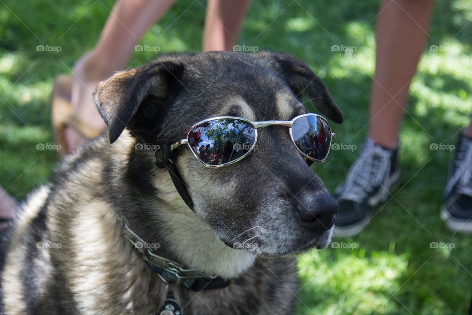 The cool dog