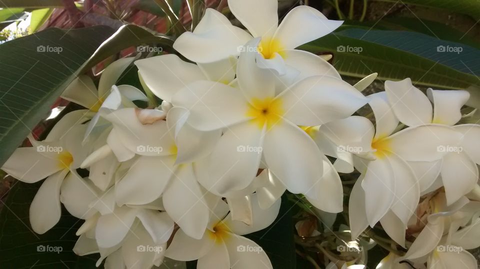 lindas flores brasileiras de orquídeas