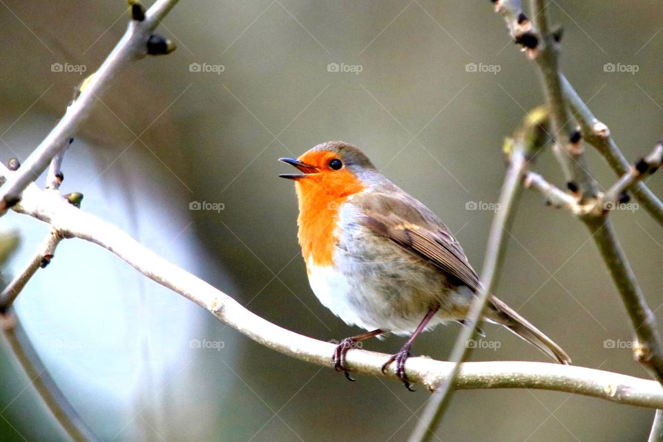 Robin the singer