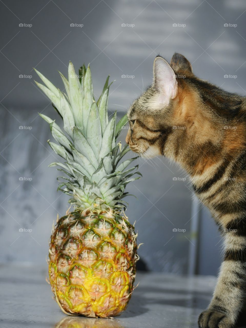 Cat and pineapple