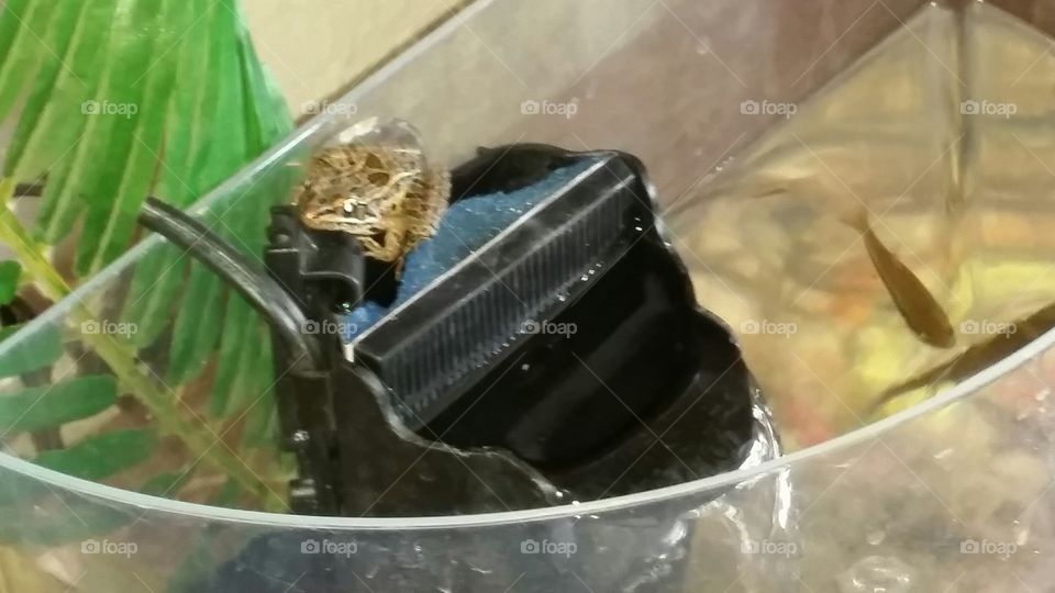 Frog on Filter
